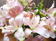 pink lilies