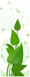 leaves on starred background
