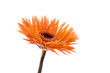 floare