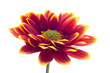 floare