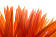 floare