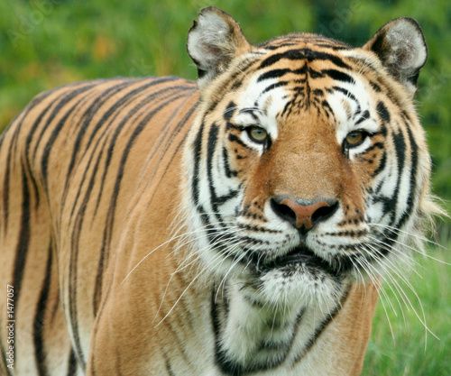 Photo: tiger tiger