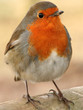 Photo: robin robin