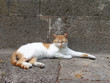 greek cat greek cat