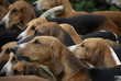meute de chasse à courre meute de chasse à courre