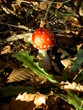 amanite tue mouche