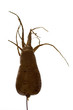 freaky parsnip roots