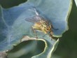 fly resting on a nibbled leaf