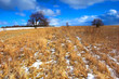 winter - spring meadow