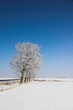winter landscape