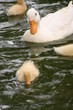 motherly love