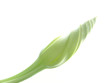 moonflower ( ipomoea alba ) bud, unopened