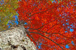 Photos : fall on fire