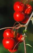 Images : apple tree