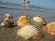 Images : les coquillages