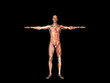 anatomy of the man. anatomy of the man.