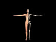 anatomy of the woman with skeleton. anatomy of the woman with skeleton.