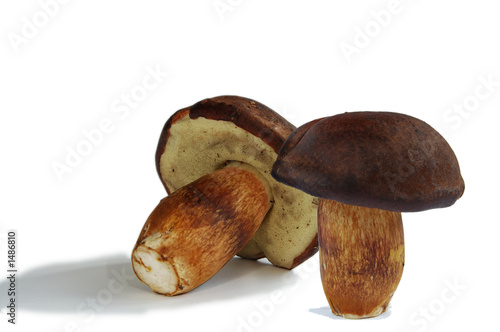bolet bolet