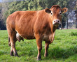 vache laitière vache laitière