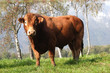 taureau taureau
