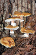 mushy mushrooms