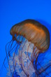 jelly