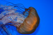 jellies