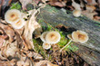 mushrooms galore