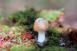 lone mushroom