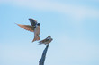 fly away