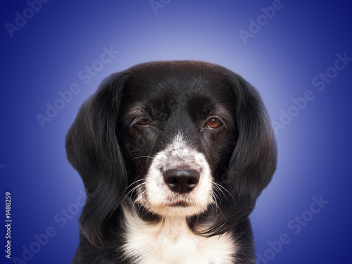 Photo: dog dog