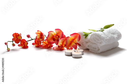 Foto: orchid orchid