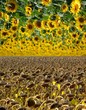 sunflower sky