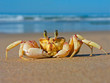 sand crab