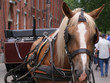 horse and cart