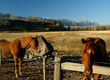 home on the range