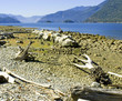 furry lake, vancouver 2