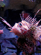 scorpion-fish   sea fish