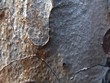 pine bark