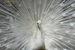 white peacock