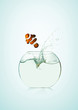 poisson clown dans un bocal