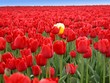 lone yellow