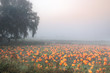 pumpkin_patch4