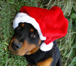 christmas rottweiler puppy christmas rottweiler puppy