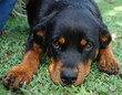 rottweiler puppy closeup rottweiler puppy closeup