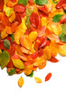 autumn leaves background