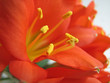 clivia blüte