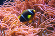 clown fish