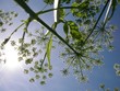 summer of ant