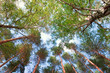 trees and sky